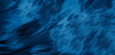 Mavi şahin tüyleri görünür detaylarla. arkaplan veya doku