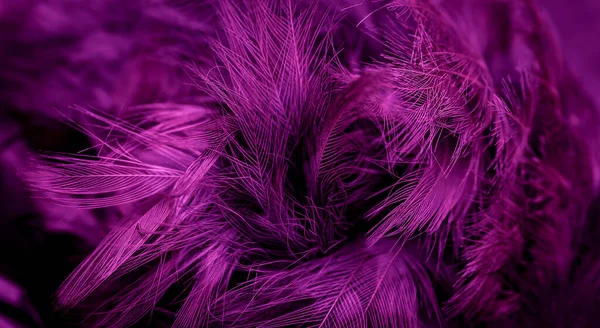 Violet Feathers Visible Details Background Textura — Stock Fotó