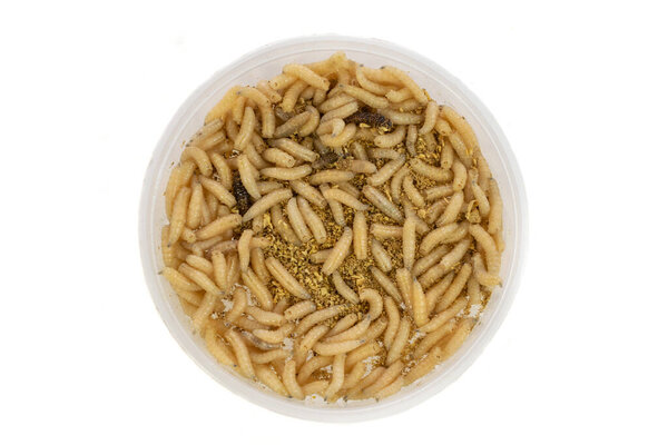 fly larvae on a white isolated background
