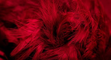 red feathers with visible details. background or textura