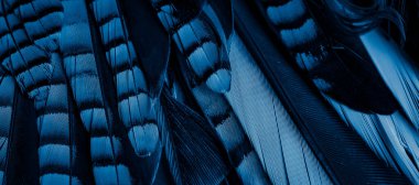 Mavi ve siyah kuş tüyleri. arkaplan veya doku