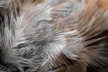 brown and gray feathers with visible details. background or textura