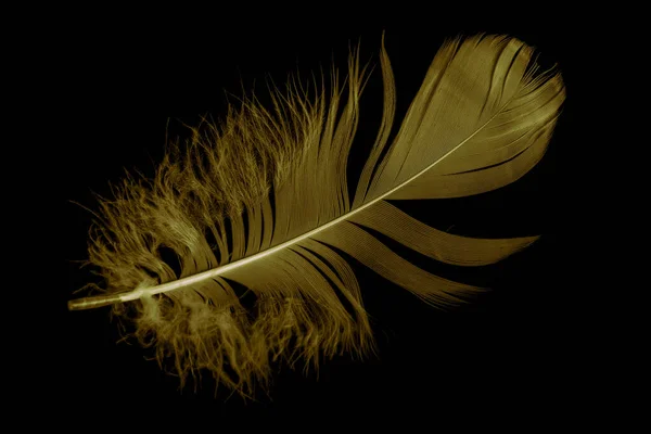 gold feather goose on a black isolated background