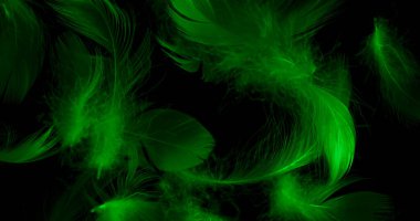 Siyah yalıtılmış arka planda yeşil ördek tüyleri