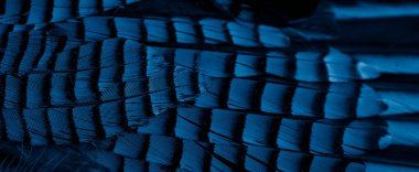 Mavi ve siyah kuş tüyleri. arkaplan veya doku