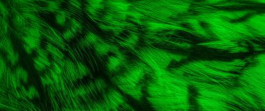 green and black owl feathers background or textura