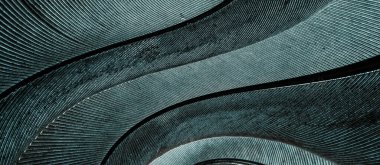 Mavi tüylü güvercin makro fotoğrafı. doku veya arkaplan