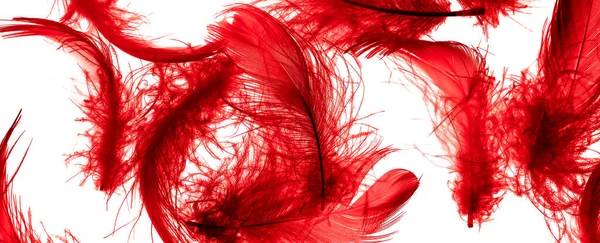 Red Duck Feathers White Isolated Background — Fotografia de Stock