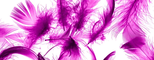 Перья Фиолетовой Утки Белом Изолированном Фоне — стоковое фото