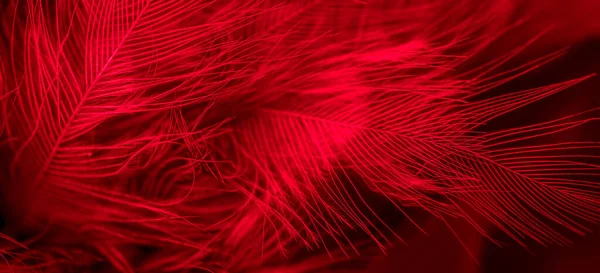 Red Feathers Visible Details Background Textura — Stockfoto