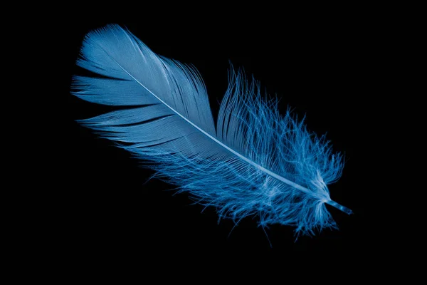 Blue Goose Feather Black Background — стоковое фото