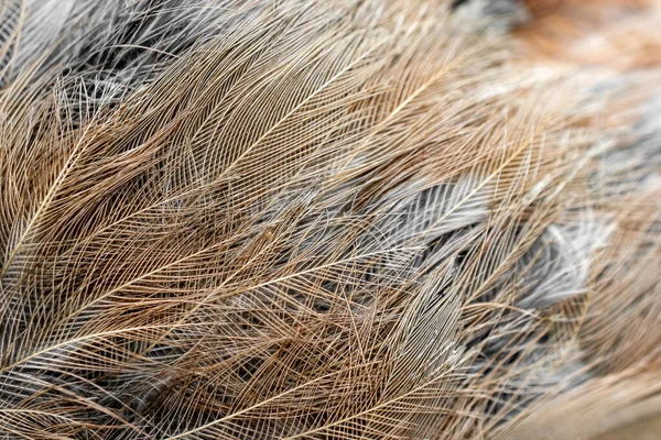 Brown Gray Feathers Visible Details Background Textura — Fotografia de Stock
