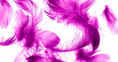 Beyaz yalıtılmış arka planda menekşe ördek tüyleri