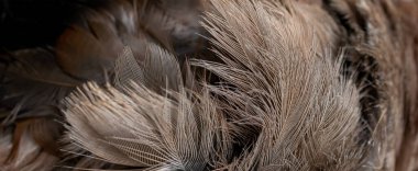 brown and gray feathers with visible details. background or textura