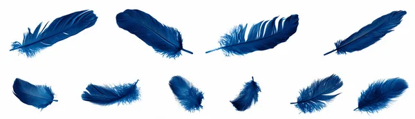 Blue Goose Feathers White Isolated Background — Stockfoto