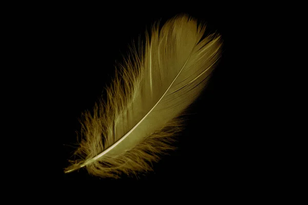 Gold Feather Goose Black Isolated Background — Zdjęcie stockowe