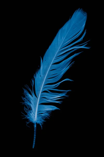 Μπλε Φτερό Χήνας Μαύρο Φόντο — Φωτογραφία Αρχείου