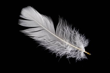 Siyah arka planda beyaz kaz tüyü