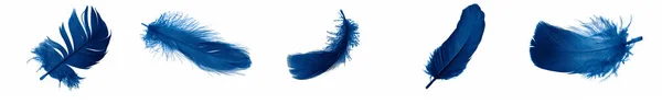 Blue Goose Feathers White Isolated Background —  Fotos de Stock