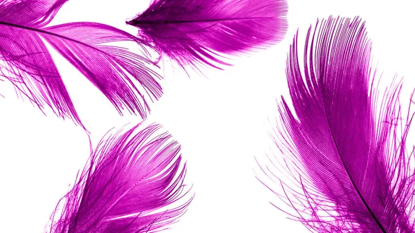 Violet Duck Feathers White Isolated Background — Stockfoto