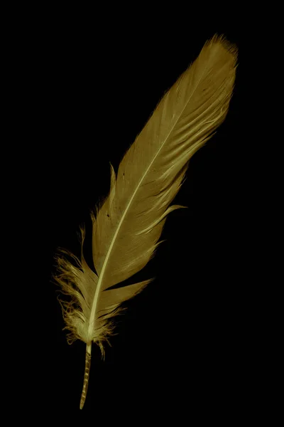 Gold Feather Goose Black Isolated Background — Foto de Stock