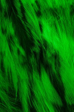green and black owl feathers background or textura