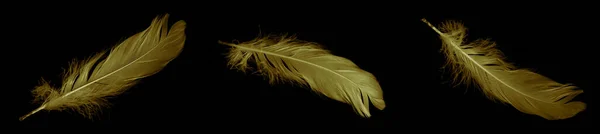 Χρυσή Χήνα Φτερό Ένα Μαύρο Απομονωμένο Φόντο — Φωτογραφία Αρχείου
