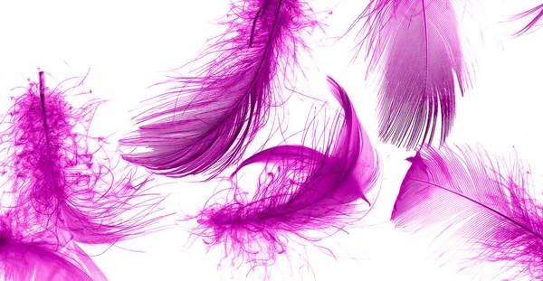 Violet Duck Feathers White Isolated Background — 图库照片