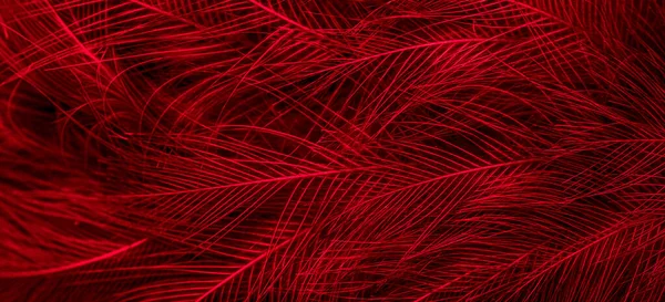 Red Feathers Visible Details Background Textura — 图库照片