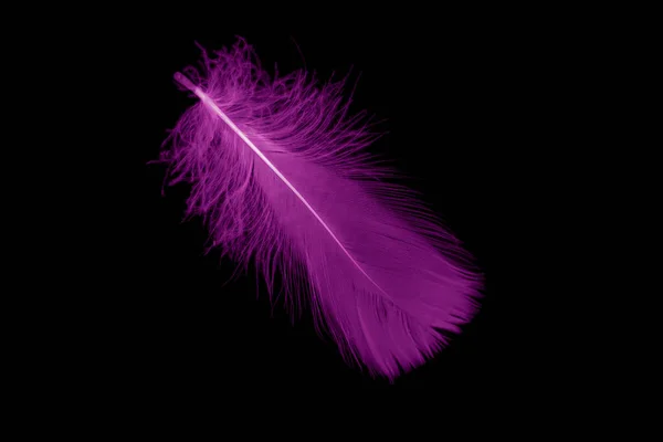 Violet Feather Goose Black Isolated Background — Stock fotografie