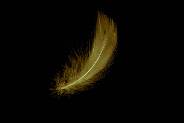 Gold Feather Goose Black Isolated Background — Stock Photo, Image