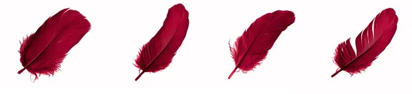 Red Feathers Goose White Isolated Background — 스톡 사진