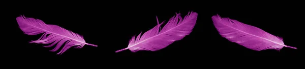Фиолетовое Перо Гуся Черном Изолированном Фоне — стоковое фото
