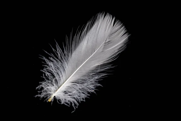 White Feather Goose Black Background — Foto de Stock