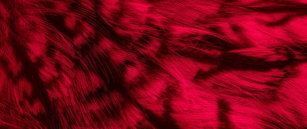 Red Black Feathers Owl Background Textura — Zdjęcie stockowe