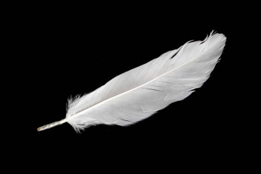 Siyah arka planda beyaz kaz tüyü