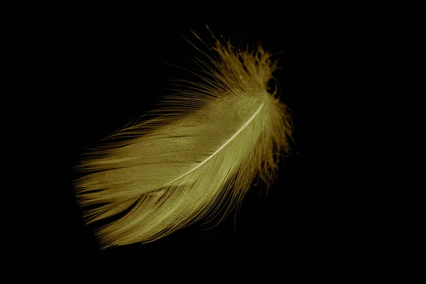 gold feather goose on a black isolated background