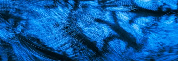 Blue Black Owl Feathers Background Textura — Stock fotografie