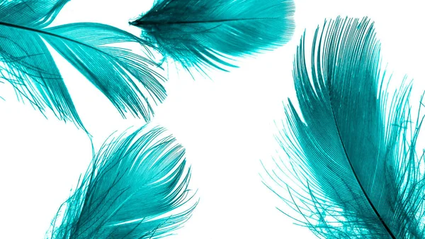 Blue Duck Feathers White Isolated Background —  Fotos de Stock