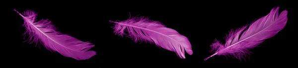 Фиолетовое Перо Гуся Черном Изолированном Фоне — стоковое фото