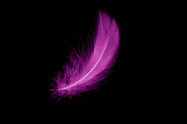 Violet Feather Goose Black Isolated Background — стоковое фото