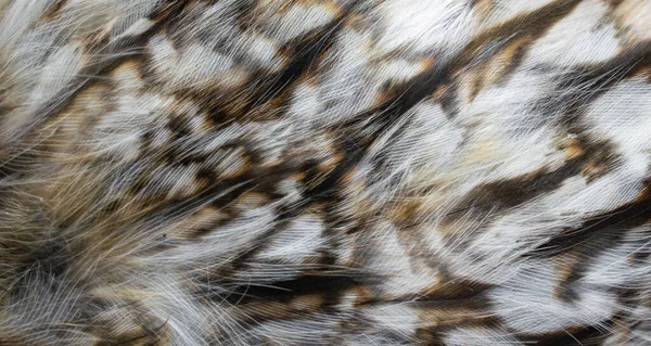 Weiße Federn Der Eule — Stockfoto