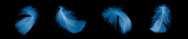 Blue Goose Feather Black Isolated Background — Stock fotografie