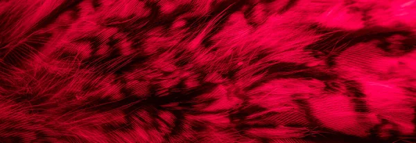 Plumes Rouges Noires Fond Hibou Textura — Photo
