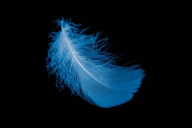 Siyah arkaplanda mavi kaz tüyü