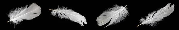 White Feather Goose Black Background — 스톡 사진