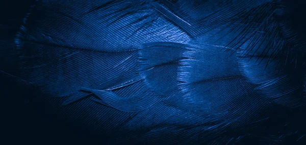Plumas Halcón Azul Con Detalle Visible Fondo Textura — Foto de Stock
