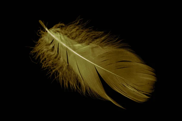 Gold Feather Goose Black Isolated Background — Stock Photo, Image