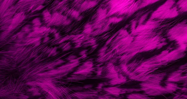 Violet Black Feathers Owl Background Textura — Foto de Stock