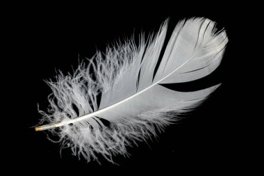 Siyah arka planda beyaz kaz tüyü